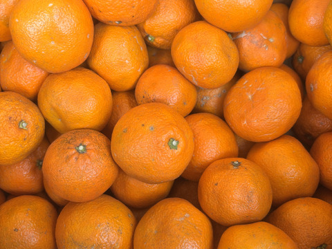 訳あり〜愛媛県産〜　島育ち　木なり完熟　熟成　伊予柑　5kg（箱込み）