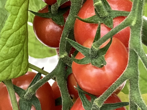 【お試し価格・１日５セット限定】中玉、フルーツミニトマト３種類の食べ比べ各３パック(ひめトマ、とま王、ドルチェイエロー)　平均糖度10度超え　９パック　独自の栽培技術が生み出す独特の触感と甘さ