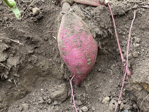 自然農法★熟成★栄養価の高いサツマイモ紅おとめ　土付き　　2kg