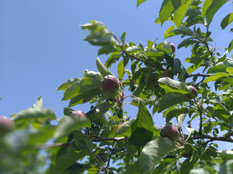 【５箱限定】皮ごとジューシー！夏りんご「シナノレッド」(2.5kg箱)