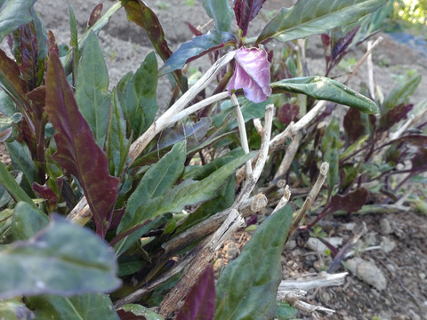 【単品☆メール便用】金時草 ☆５本分 水前寺菜 加賀野菜 ☆畑から直送！翌日お届け