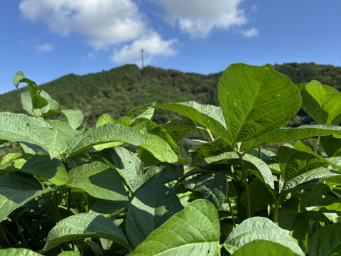 【数量限定】丹波市産　黒枝豆　
サヤ200g✖️5袋‼️子どもから大人まで👍