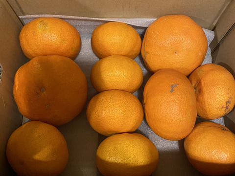 【訳ありだけど美味しさそのまま】甘平 3kg － 愛媛県産・訳あり