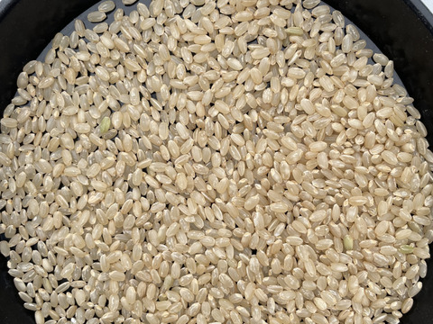 【お米番付優秀賞農家】R5産 有機JAS認証 北海道 ゆめぴりか玄米5kg×2袋