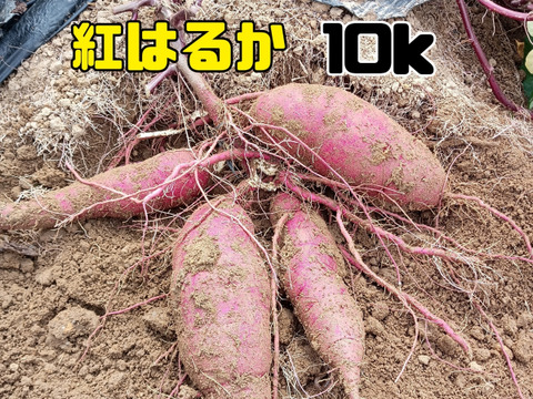 熟成さつまいも　紅はるか10k