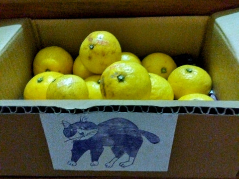 ねこ農園のニューサマーオレンジ2kg【農薬:栽培期間中不使用】