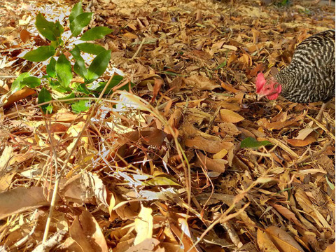 【動物福祉】に配慮して育った鶏肉（モモ＋胸）と平飼い卵！