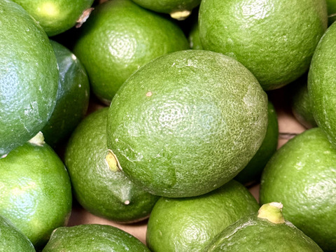 愛媛産！！ グリーン レモン　2ｋｇ 
お試し！！　　
収穫始まりましたー！！♪