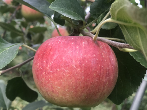 【希少!!】大人気の夏りんご「シナノリップ」約3kg