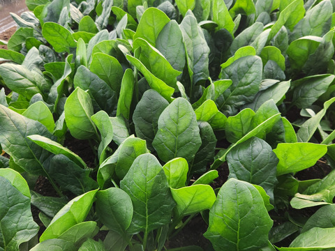 旬の野菜セット ！！