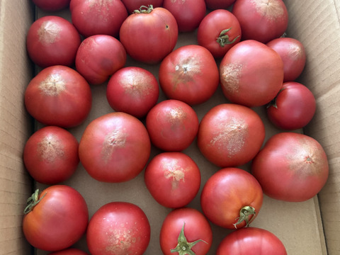 ラストスパートSALE‼️闇のト・マーレ【超訳あり】その甘さ悪魔的【調理向け】2.5kg以上