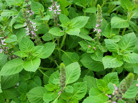 農薬不使用！ホーリーバジル