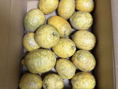 採れたて！まる美農園の爽やかレモン（3kg）【栽培期間中農薬不使用、ワックス防腐剤不使用】