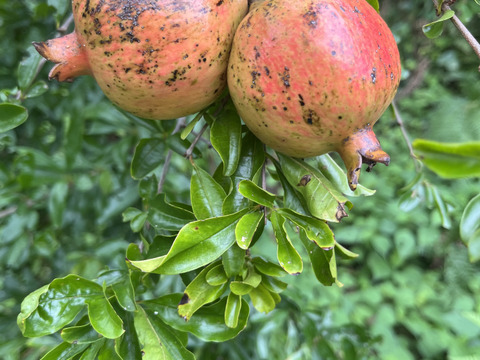 【農薬不使用】懐かしい味わいザクロ500g