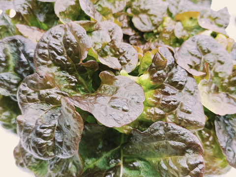 美味しいリーフレタス類などがメインの葉物野菜詰め合わせ　農薬、化学肥料不使用　80サイズ一箱