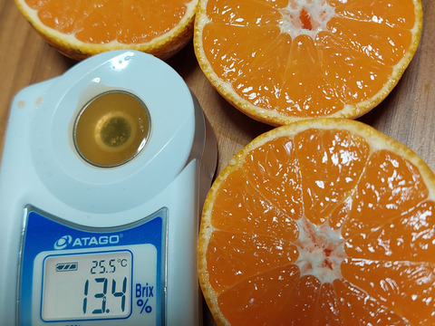 のりまる！ゆら早生10㌔　美味しい有田みかん 限定1箱！Lサイズ！甘さ広がる【ゆら早生みかん】 有田みかん 極