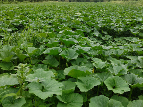 【北海道産】甘くてホクホクな南瓜　4キロ