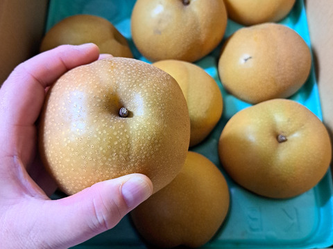 １５６箱限定！大豊作のめっちゃ小さい梨です　豊水梨　3ｋｇ　訳あり