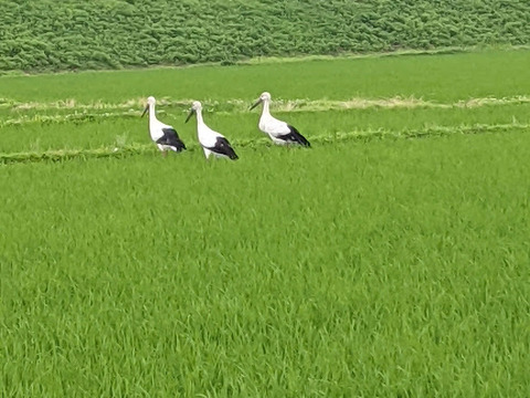 玄米５K R５新米特別栽培米　京都丹後コシヒカリ