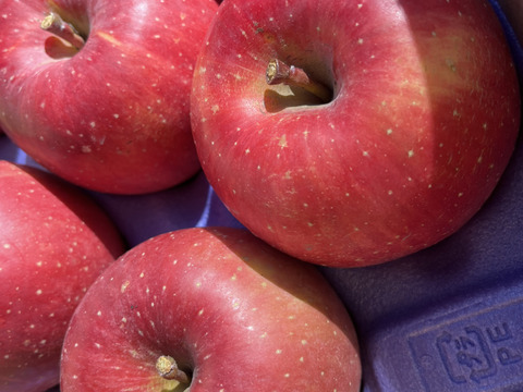 《予約商品》12月上～中旬   綺麗な葉とらずサンふじ 10キロ箱 24～36玉