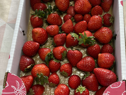 【訳あり！】あまりん大容量６５０ｇ以上