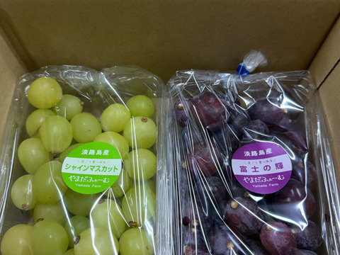 「2パック選べる！淡路島産ぶどう食べ比べセット１kg」