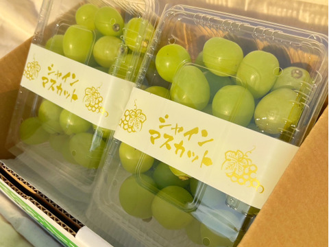 パリパリ食感★大粒シャインマスカット★ご家庭用（500ｇ×２パック入り）1000ｇ