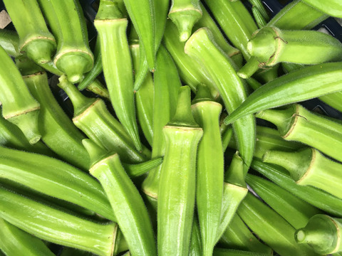 生でも食べれる★２種類のやわらかオクラ食べ比べセット（約800g）