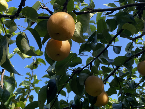 収穫祭 【農薬節減 】りんご  サンつがる　和梨　【あきづき　豊水】約3キロ詰め合わせ