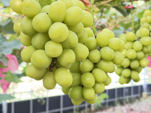 【糖度20度以上！】ご家庭用 高糖度シャインマスカット&富士の輝　詰め合わせパック(合計約800g)