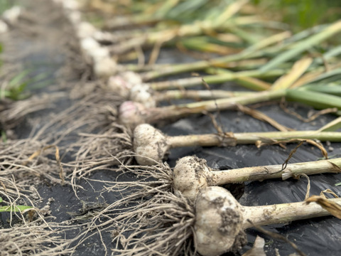 風味抜群！ぎゅっと詰まった乾燥ニンニク　ばら　500グラム