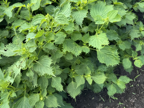 【季節限定】　青紫蘇付きの穂紫蘇100gと季節の野菜セット　農薬不使用　自然農法栽培