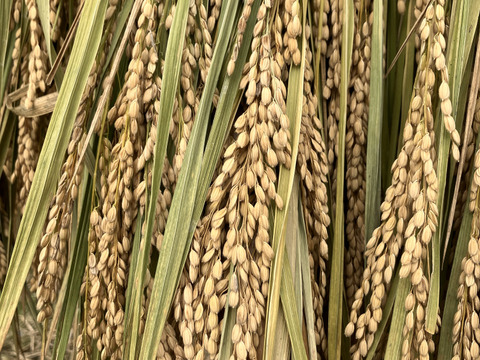 天日干し/自然栽培もち米〈マンゲツモチ 精米〉大分県産 10kg