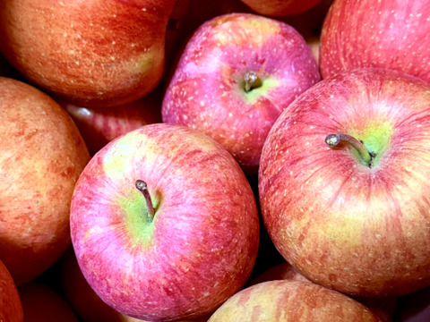 こだわりの葉取らずふじ 家庭用 さんフジ 山形 朝日町産 りんご 約5kg 20個程度