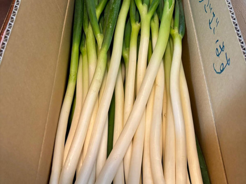 外身より中身に気づくは、粋の極み！規格外　Mサイズ（40本）