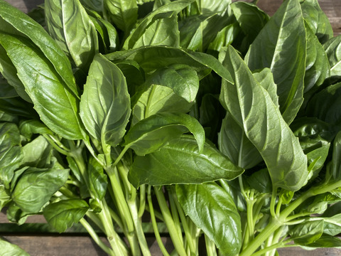 栽培期間農薬不使用　バジル　Iキロ