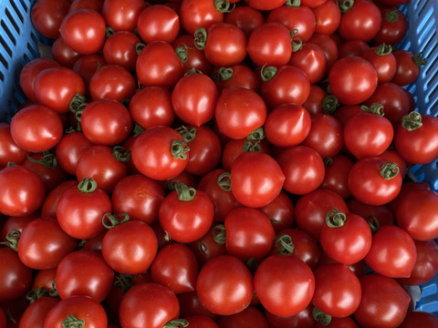 【有機肥料･農薬不使用栽培】トマト缶の代わりに体に嬉しいトマトを♡普段の料理をワンランクUP‼︎‼︎あま〜い華小町の冷凍トマト！2キロ