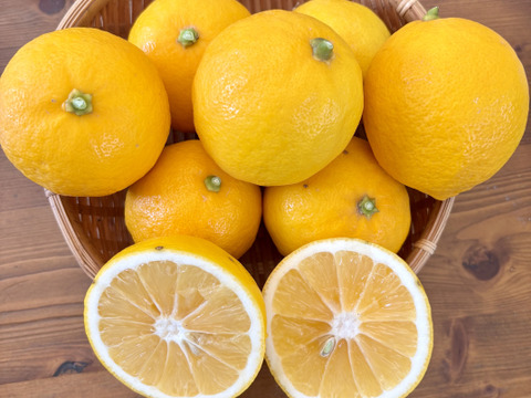 果汁たっぷり淡路島産マイヤーレモン1kg（サイズ不揃い）