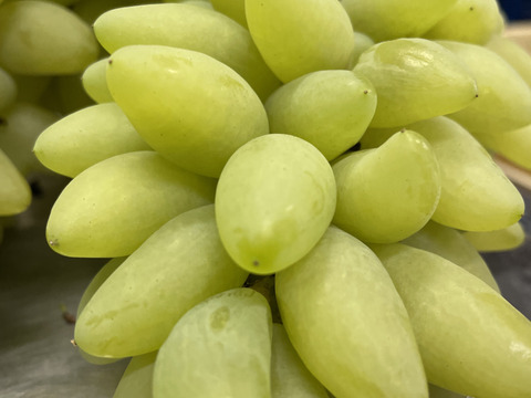 世界のぶどう 珍しい品種 ピッテロビアンコ：山梨県産のピッテロ