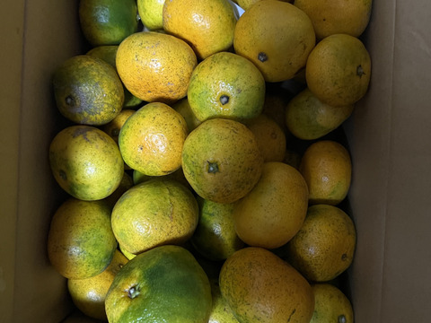 【訳ありだけど美味しさそのまま】愛媛みかん 5.5kg 愛媛県川上産