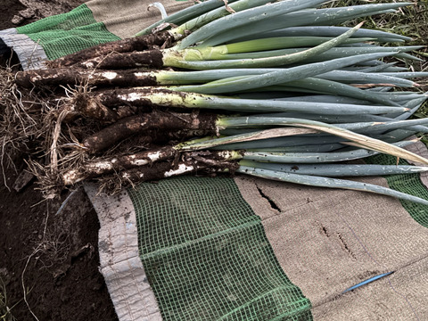 長期保存　甘い長ネギ(泥付き) 10kg