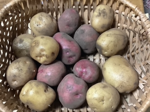 子どもの野菜　栽培期間中農薬不使用・自然栽培　新ジャガ　キタアカリ、アンデスレッド、トヨシロ（2㎏）食べ比べ