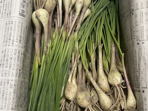 入荷なう 南国土佐旬便り〜農薬・化学肥料不使用! 爽やかな辛味と香り《土 野菜