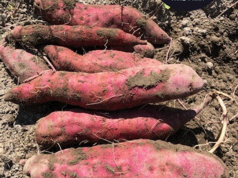 新鮮　野菜セット