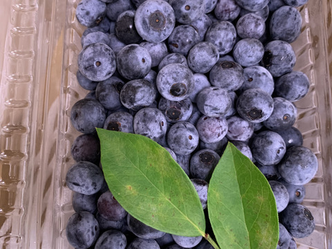 おまたせ！生ブルーベリー500g×2p