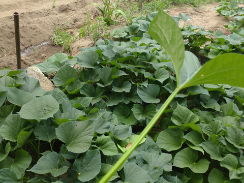 【まとめ買い用】さつまいもツル【自然栽培】/さつまいもの蔓（長さ15cm〜20cmほど、20本以上）/さつまいものつる/芋づる/※葉を取ってお届け🏣ゆうパック