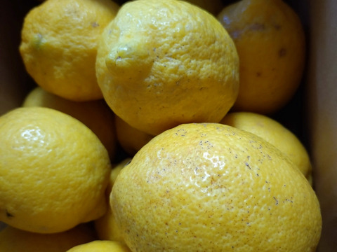 レモン　訳あり2kg　【防腐剤・ワックス不使用】