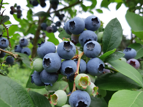 即決　フレッシュ ブルーベリー500g+200g