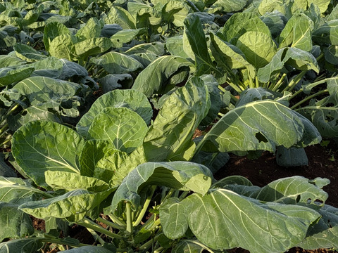 【福袋増量(^^♪】"株ごと芽キャベツ"　おうちで収穫体験！(3株)＋おまけ野菜2つ（2800円→2500円）　【福袋】 from 名水の里　神奈川県秦野市