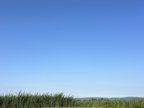 【希少】樹上完熟ボゴール(スナックパイン)2〜3玉🍍(2kg〜)